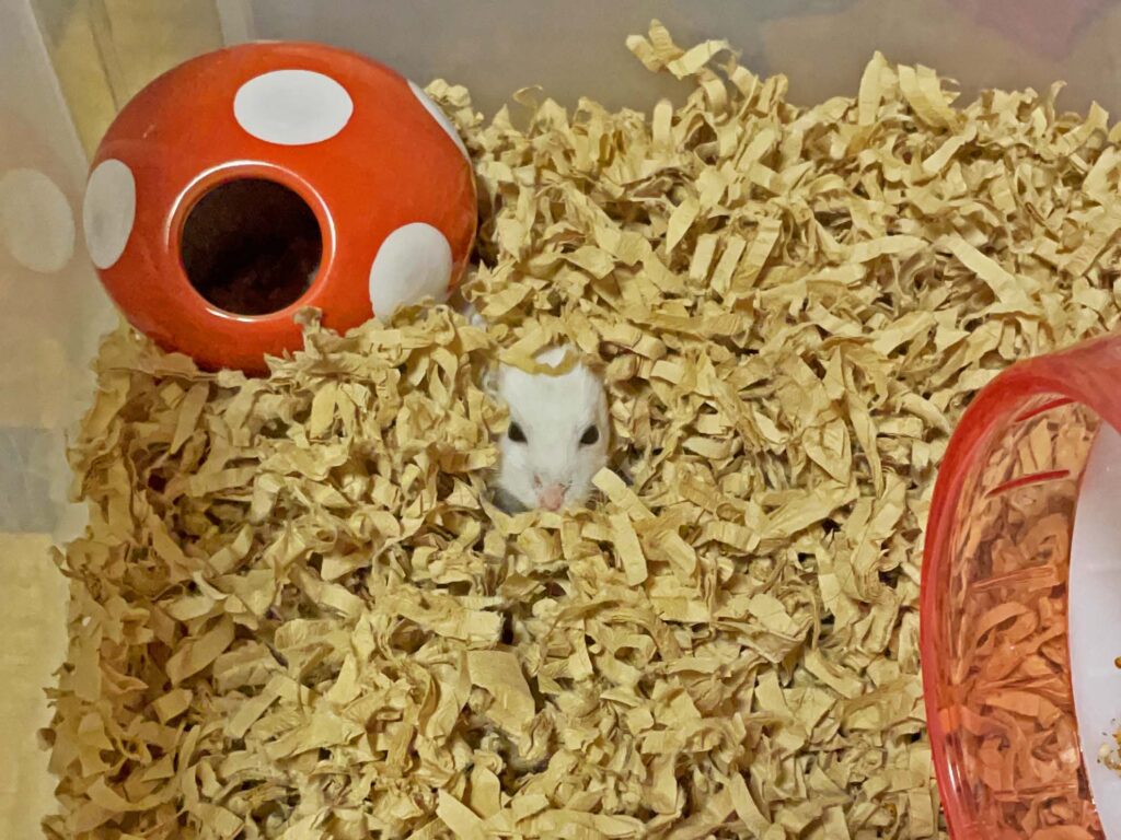 ハム公🐹（仮名）観察日記486：ハム公🐹（仮名）キノコ🍄のお家から出て来る