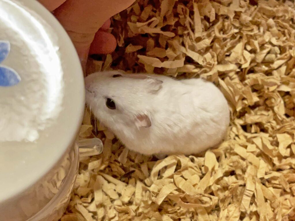 ハム公🐹（仮名）観察日記487：ハム公🐹（仮名）長女からヒマワリ🌻のタネを貰う