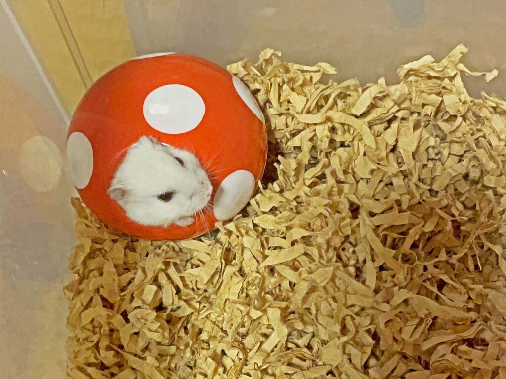 ハム公🐹（仮名）観察日記488：ハム公🐹（仮名）餌やり準備に気付いて出て来る