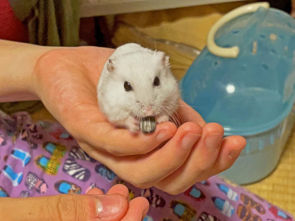 ハム公🐹（仮名）観察日記489：ハム公🐹（仮名）長女からヒマワリ🌻のタネを貰う