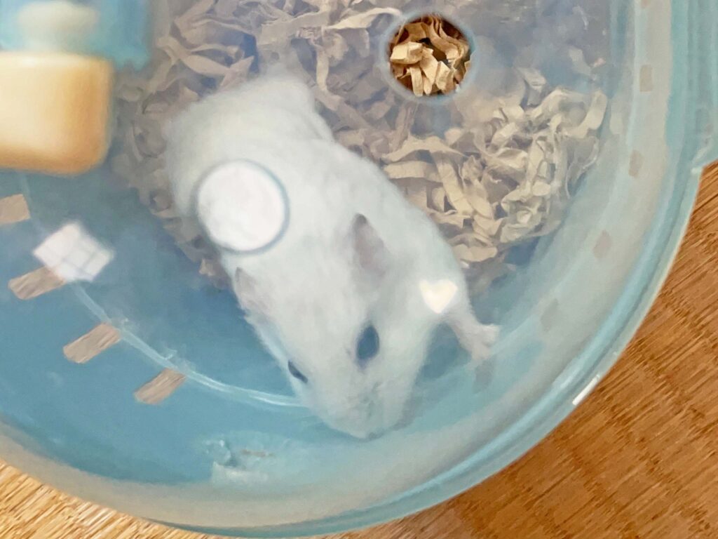 ハム公🐹（仮名）観察日記490：ハム公🐹（仮名）ケージ🧹掃除でペットキャリー