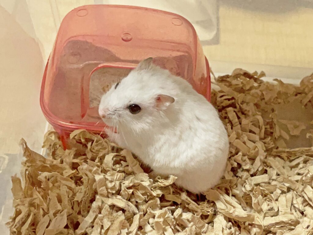 ハム公🐹（仮名）観察日記493：ハム公🐹（仮名）今日の餌やり