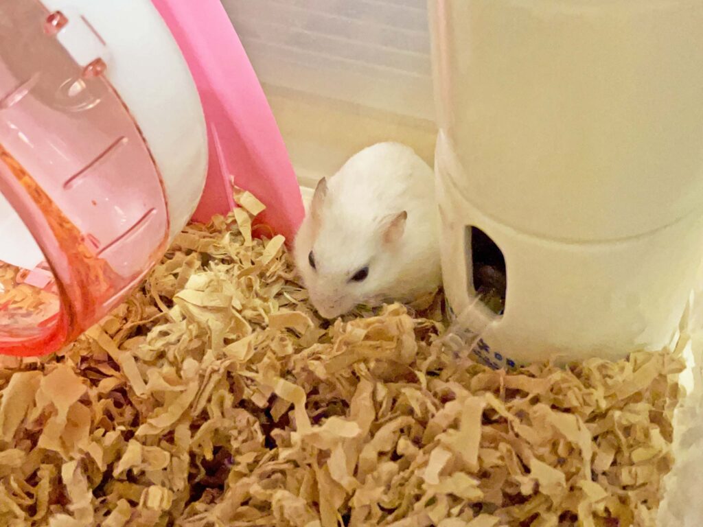 ハム公🐹（仮名）観察日記493：ハム公🐹（仮名）長女からヒマワリ🌻のタネを貰う