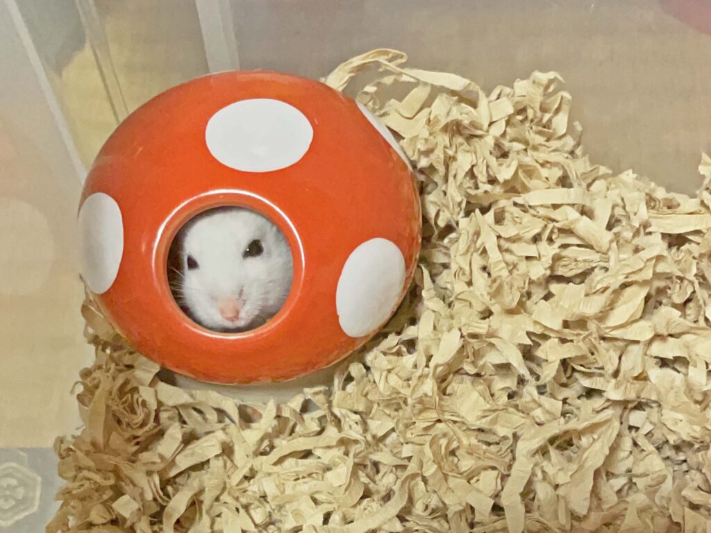 ハム公🐹（仮名）観察日記494：ハム公🐹（仮名）餌やり準備に気付いて出て来る