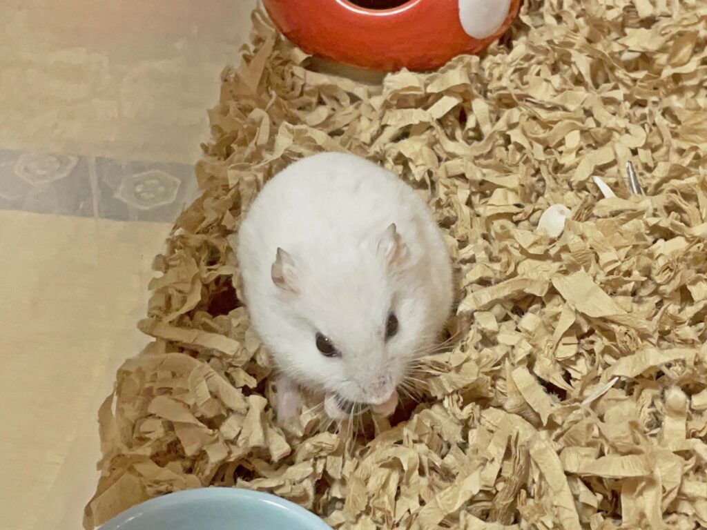ハム公🐹（仮名）観察日記495：ハム公🐹（仮名）長女に邪魔者扱いされる