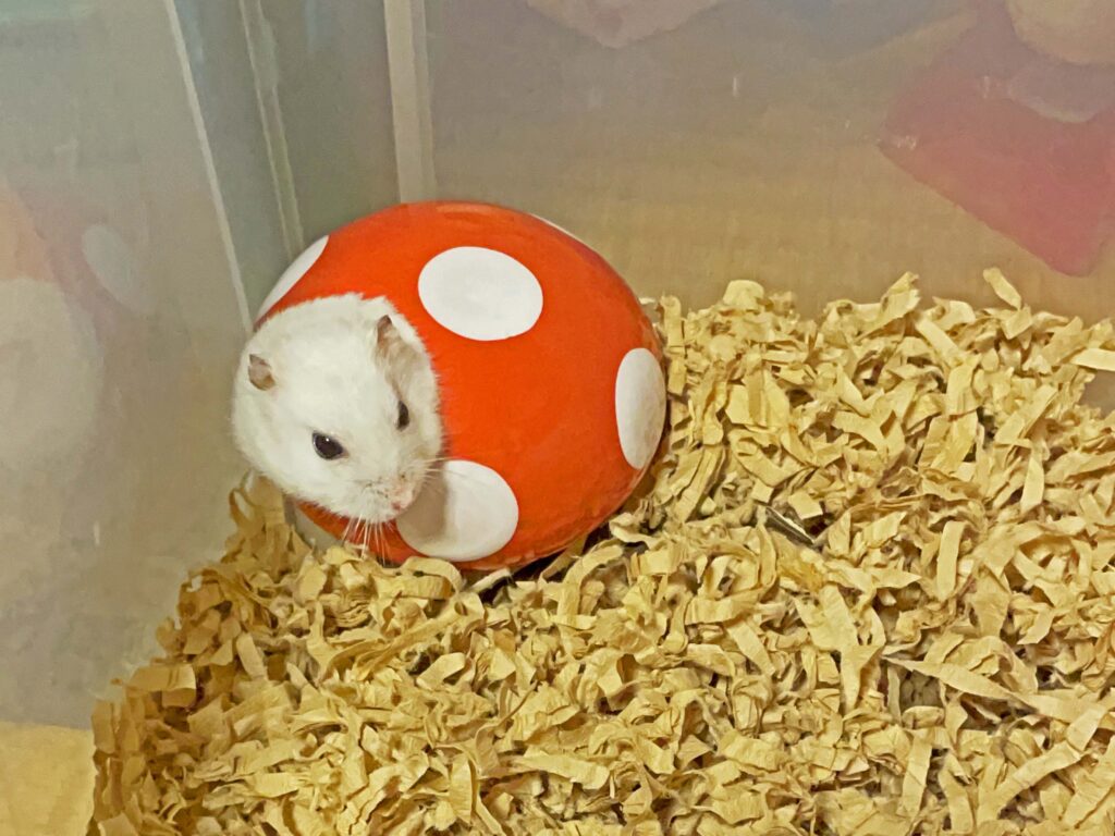 ハム公🐹（仮名）観察日記497：ハム公🐹（仮名）餌やり準備に気付いて出て来る