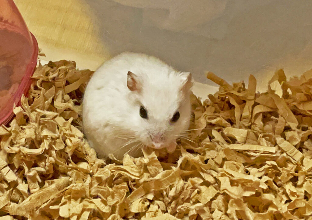 ハム公🐹（仮名）観察日記498：ハム公🐹（仮名）長女から餌をもらう