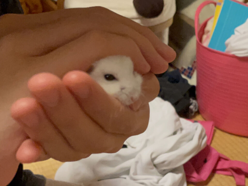 ハム公🐹（仮名）観察日記499：ハム公🐹（仮名）次女に遊ばれる