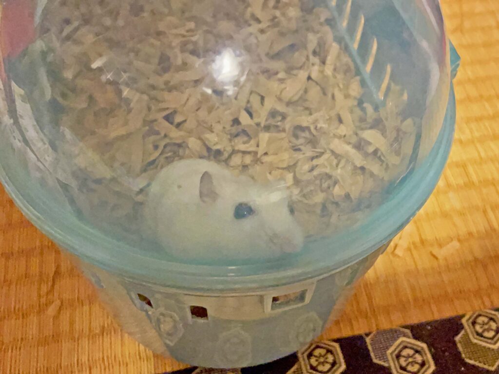 ハム公🐹（仮名）観察日記501：ハム公🐹（仮名）ケージ掃除🧹でペットキャリーへ