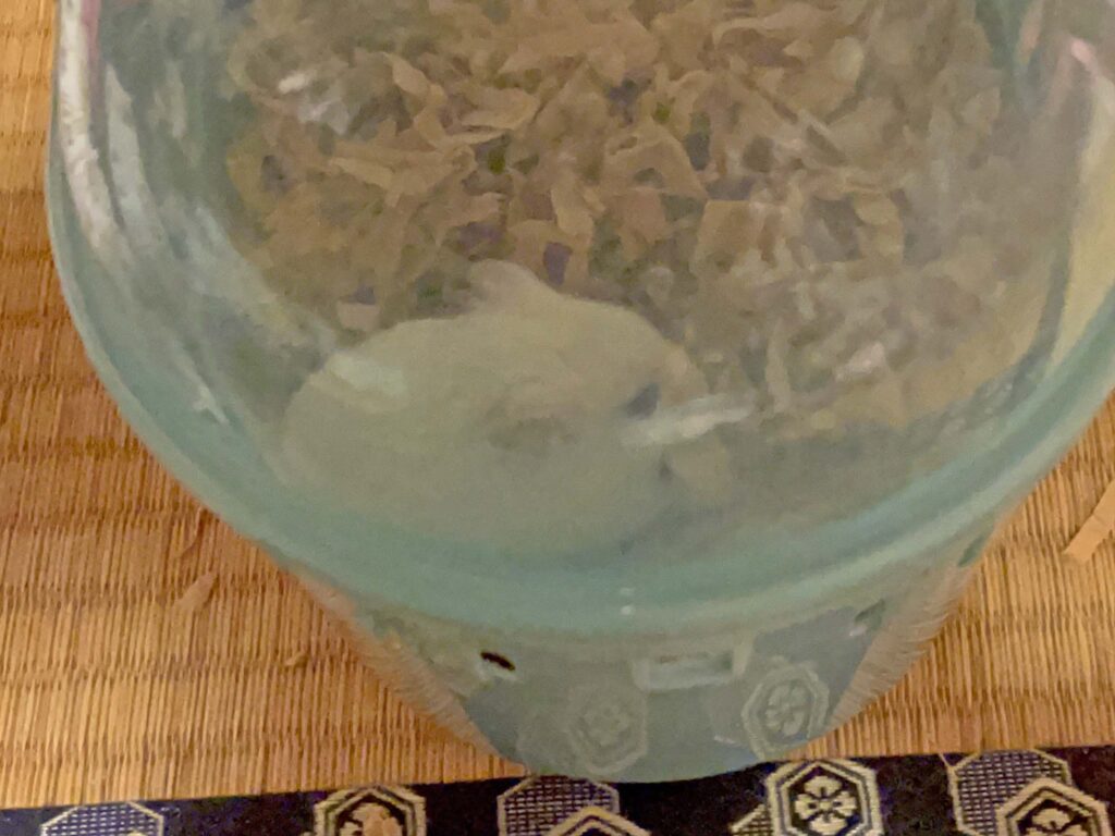 ハム公🐹（仮名）観察日記502：ハム公🐹（仮名）カボチャ🎃のタネを貰う