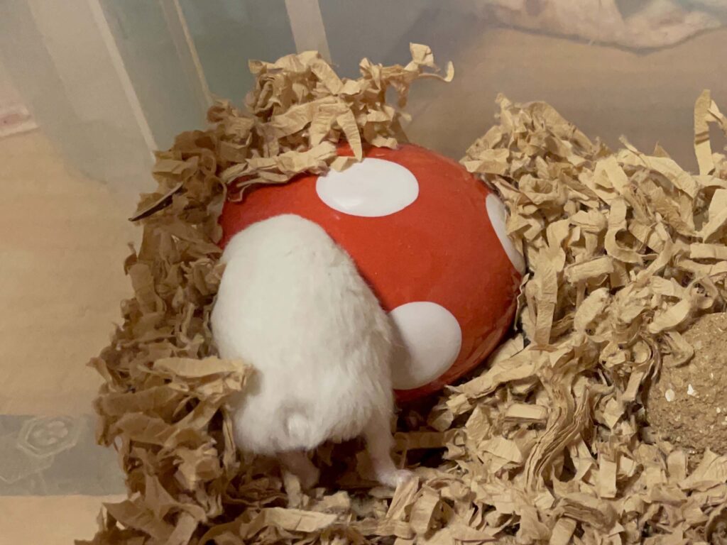 ハム公🐹（仮名）観察日記503：ハム公🐹（仮名）ケージに帰る