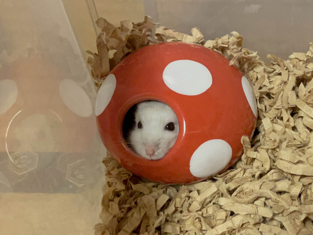 ハム公🐹（仮名）観察日記506：ハム公🐹（仮名）餌皿に気付かない？