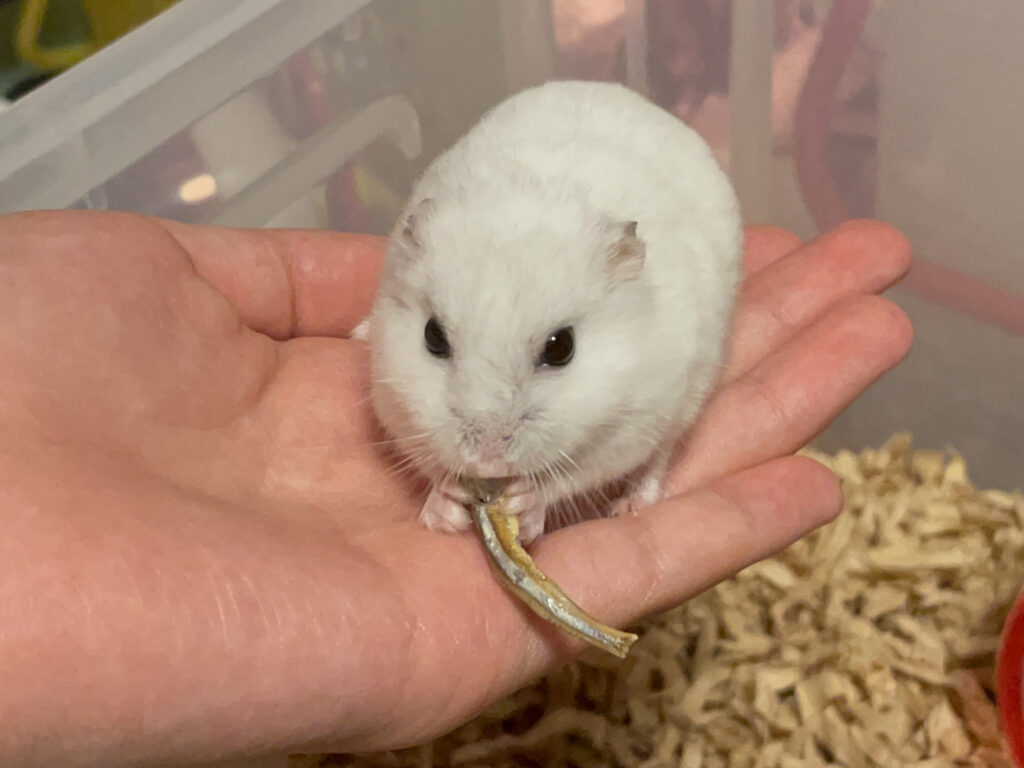 ハム公🐹(仮名)観察日記507:ハム公🐹(仮名)ニボシを貰う