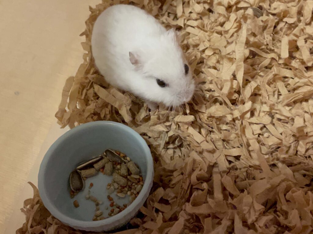 ハム公🐹（仮名）観察日記511：ハム公🐹（仮名）ヒマワリ🌻のタネをもらう