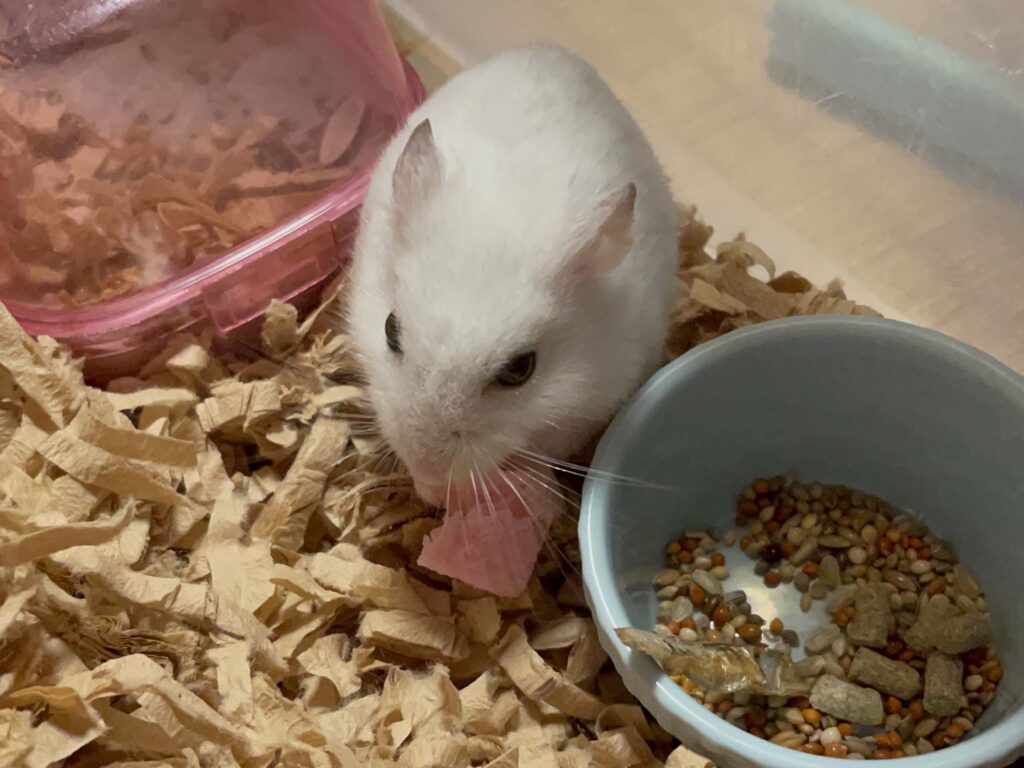 ハム公🐹（仮名）観察日記513：ハム公🐹（仮名）イチゴウェハースを貰う