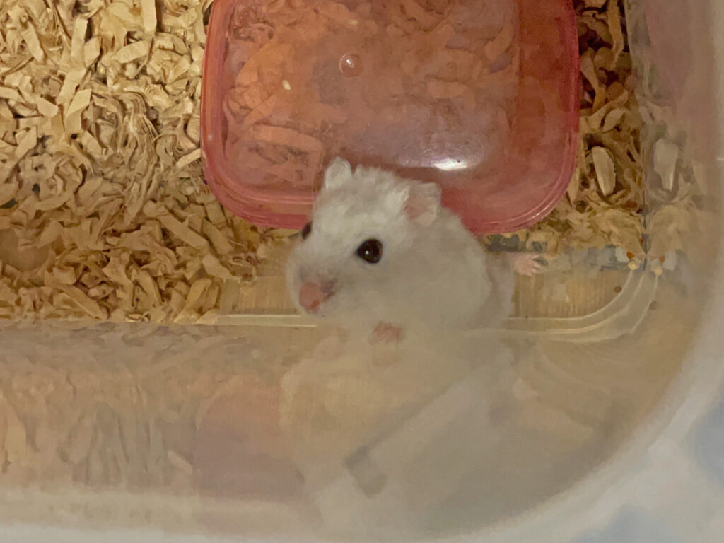 ハム公🐹（仮名）観察日記514：ハム公🐹（仮名）餌皿を置くのに邪魔なので持ち上げられる