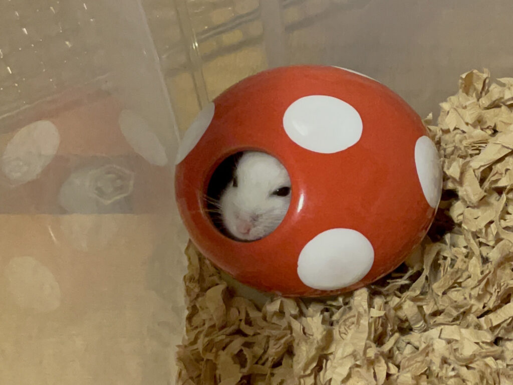ハム公🐹（仮名）観察日記515：ハム公🐹（仮名）餌やり準備に気付く