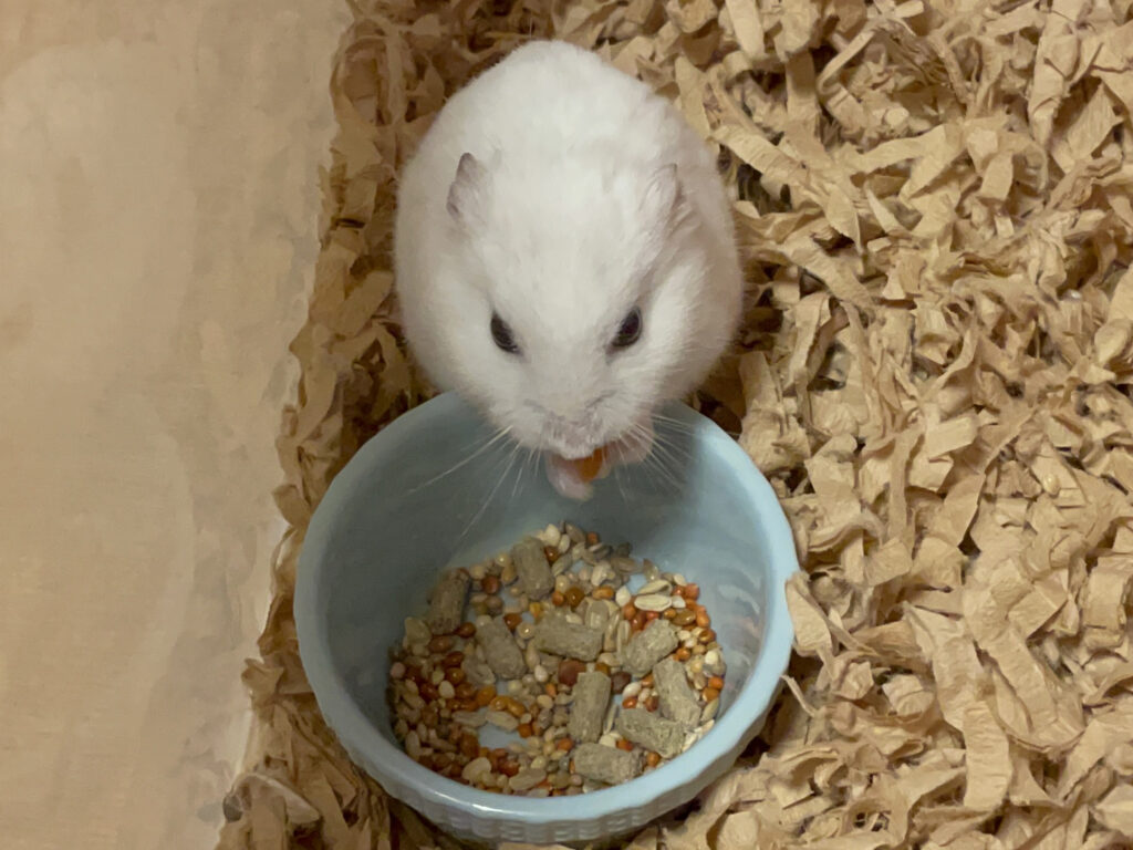 ハム公🐹（仮名）観察日記516：ハム公🐹（仮名）健康に留意したエサを見ると…