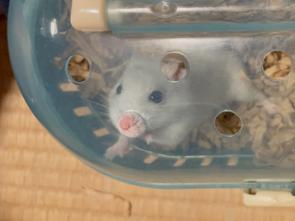 ハム公🐹（仮名）観察日記517：ハム公🐹（仮名）ケージ掃除🧹でペットキャリー