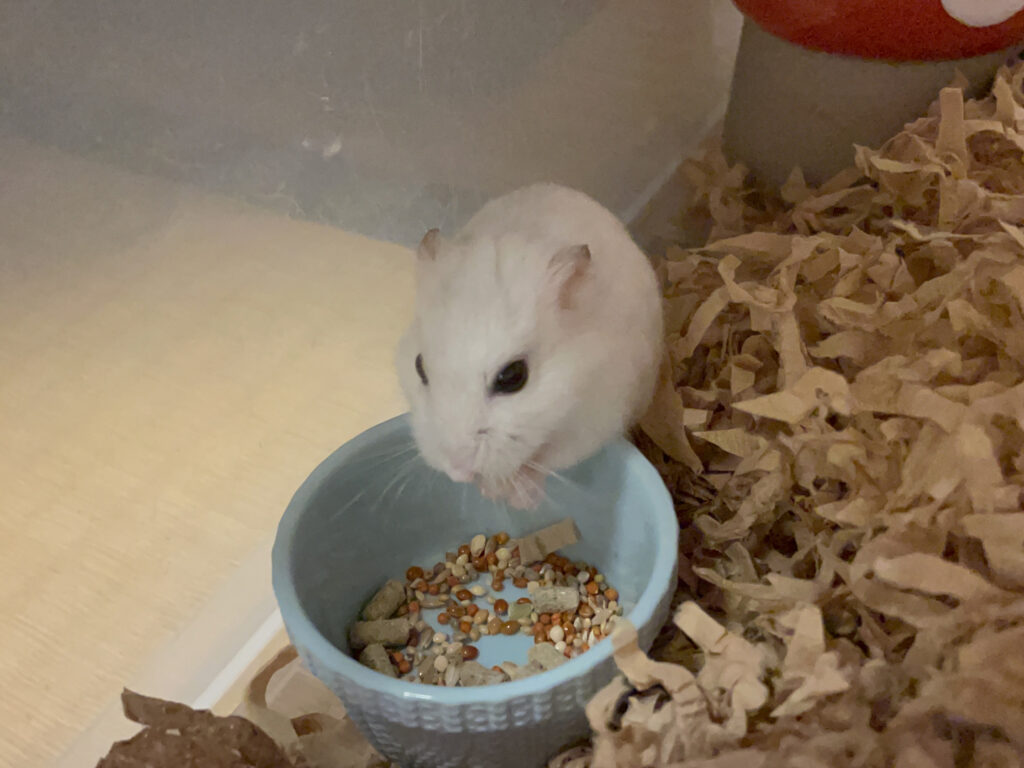 ハム公🐹（仮名）観察日記519：ハム公🐹（仮名）餌を貰う