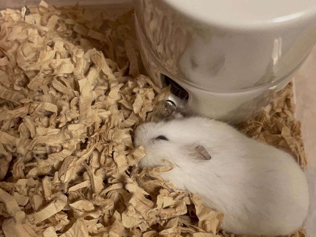 ハム公🐹（仮名）観察日記520：ハム公🐹（仮名）水飲み器から水をガブ飲みする