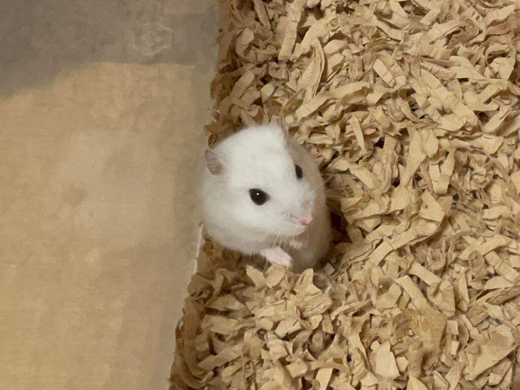 ハム公🐹（仮名）観察日記521：ハム公🐹（仮名）今日の餌やり