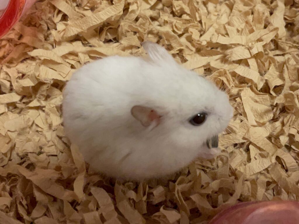ハム公🐹（仮名）観察日記522：ハム公🐹（仮名）ヒマワリ🌻のタネをもらう