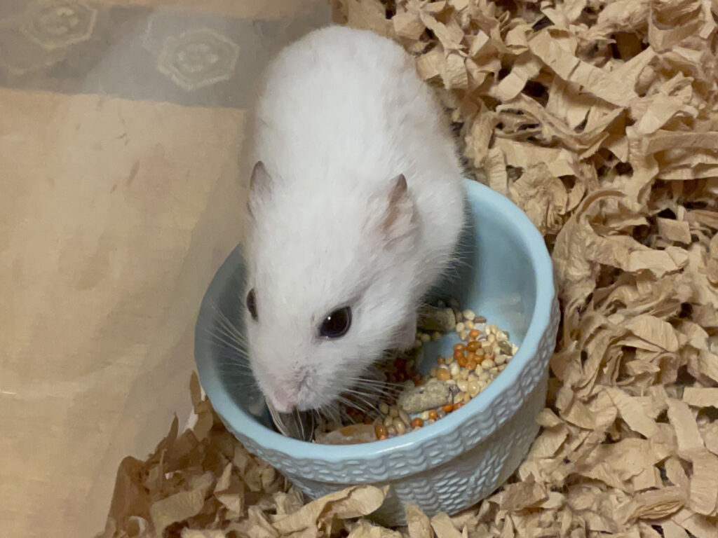 ハム公🐹（仮名）観察日記524：ハム公🐹（仮名）目ざとくドライフルーツを見つける。