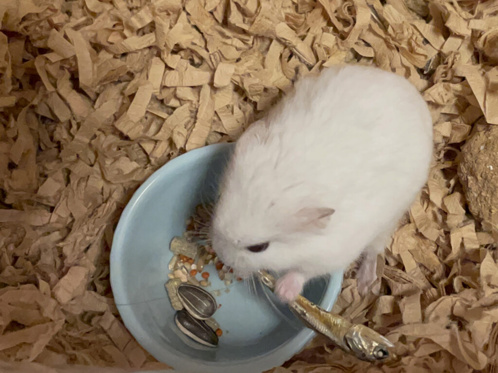 ハム公🐹（仮名）観察日記526：ハム公🐹（仮名）ニボシ🐟を見失う😭