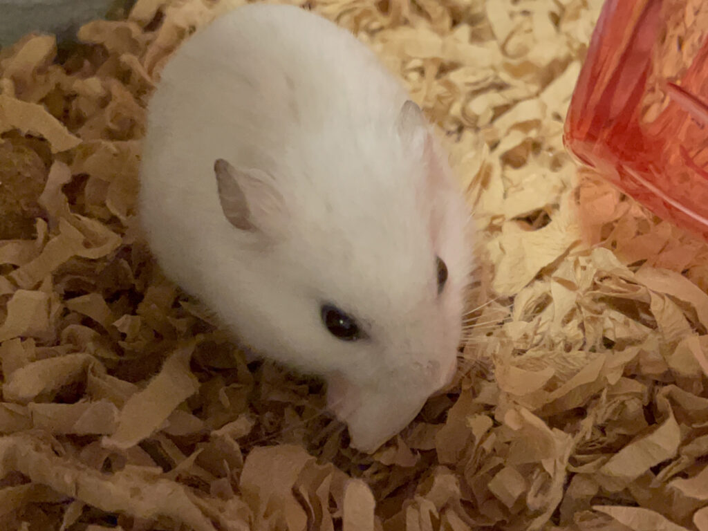 ハム公🐹（仮名）観察日記527：ハム公🐹（仮名）カボチャ🎃のタネを貰う