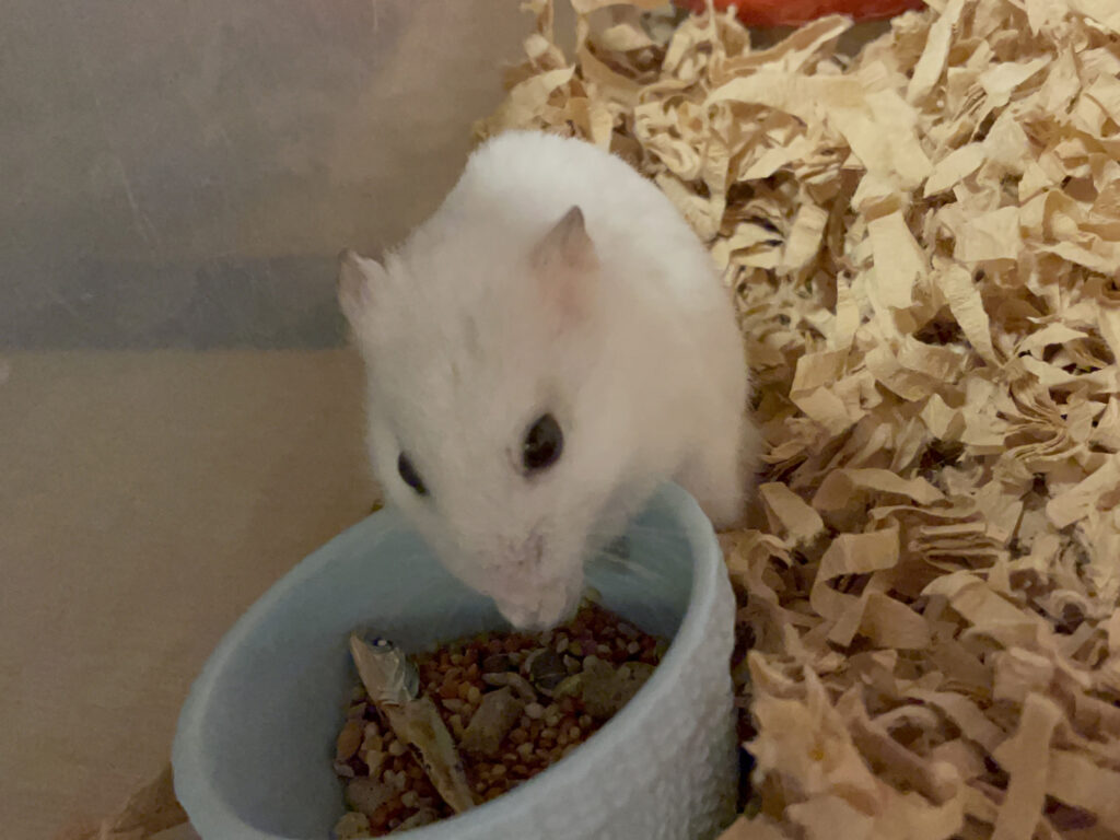ハム公🐹（仮名）観察日記528：ハム公🐹（仮名）今日の餌やり