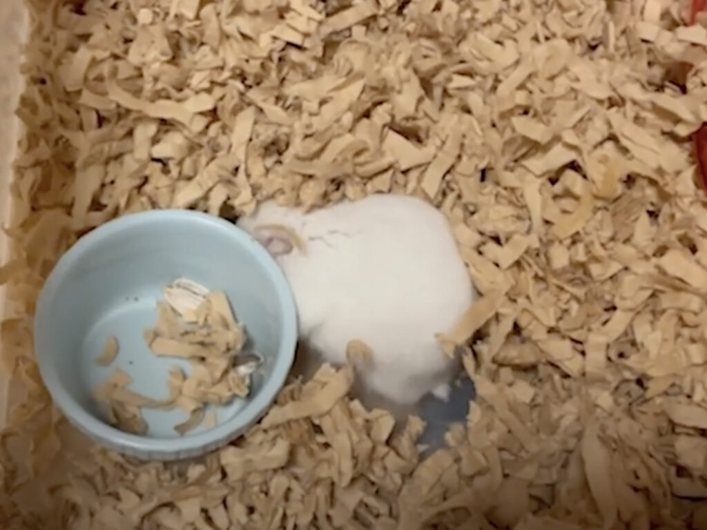 ハム公🐹(仮名)観察日記530:ハム公🐹(仮名)ケージに戻ってもモグラ?