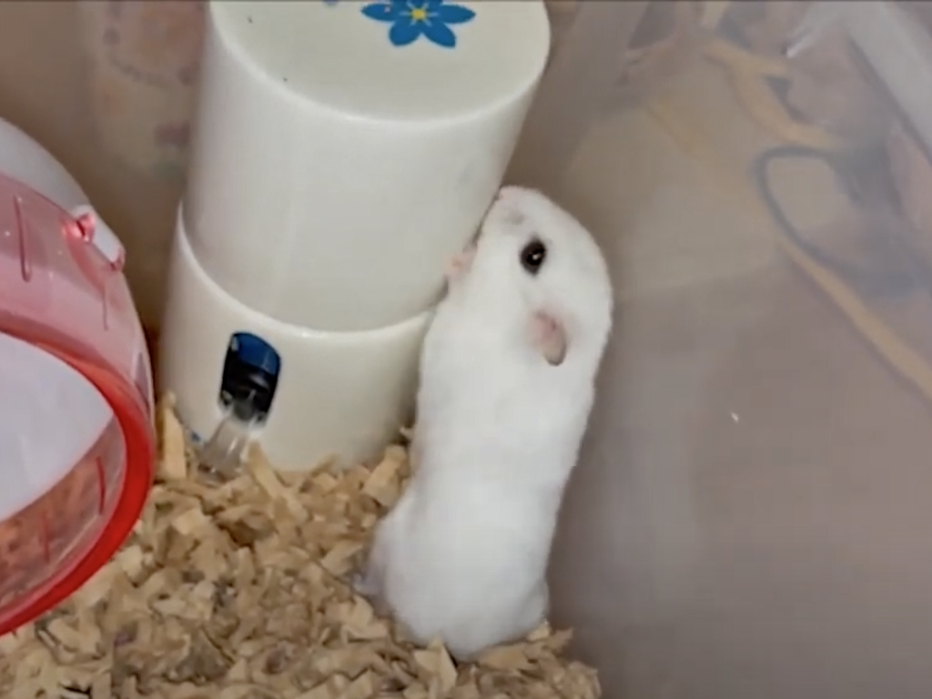 ハム公🐹（仮名）観察日記556：ハム公🐹（仮名）今日の夜遊び