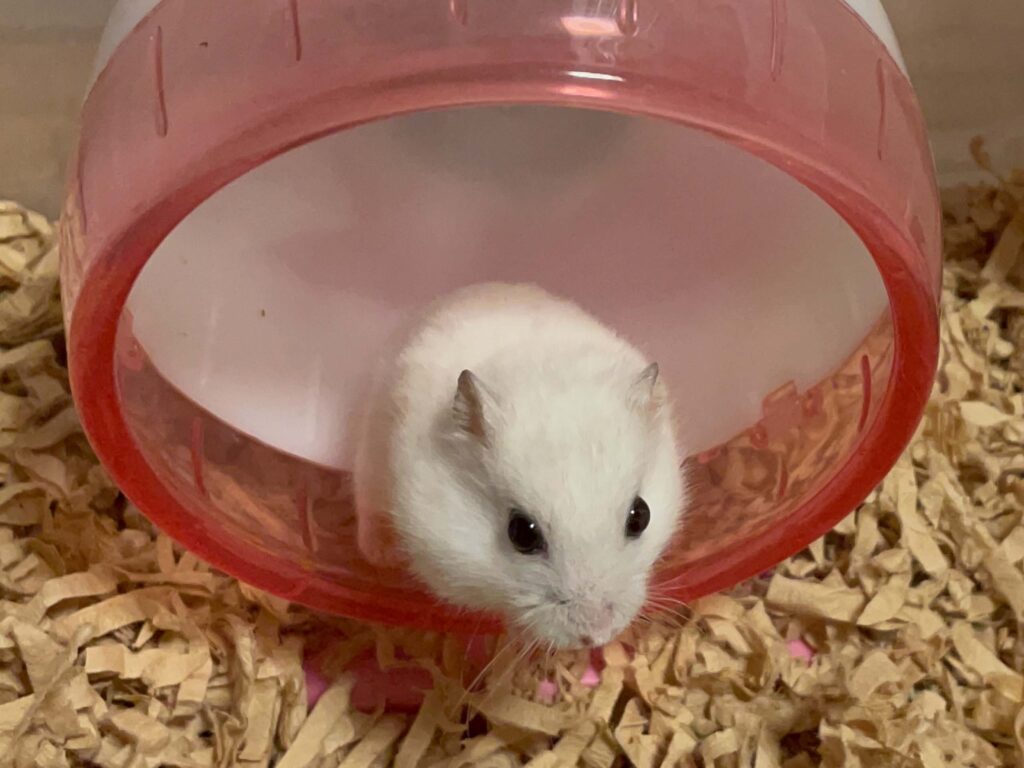ハム公🐹（仮名）観察日記553：ハム公🐹（仮名）今日の夜遊び