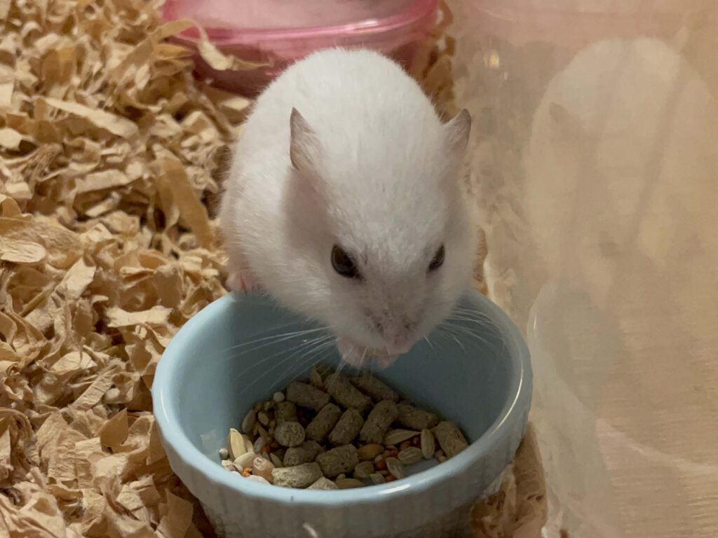 ハム公🐹（仮名）観察日記555：ハム公🐹（仮名）今日の餌やり