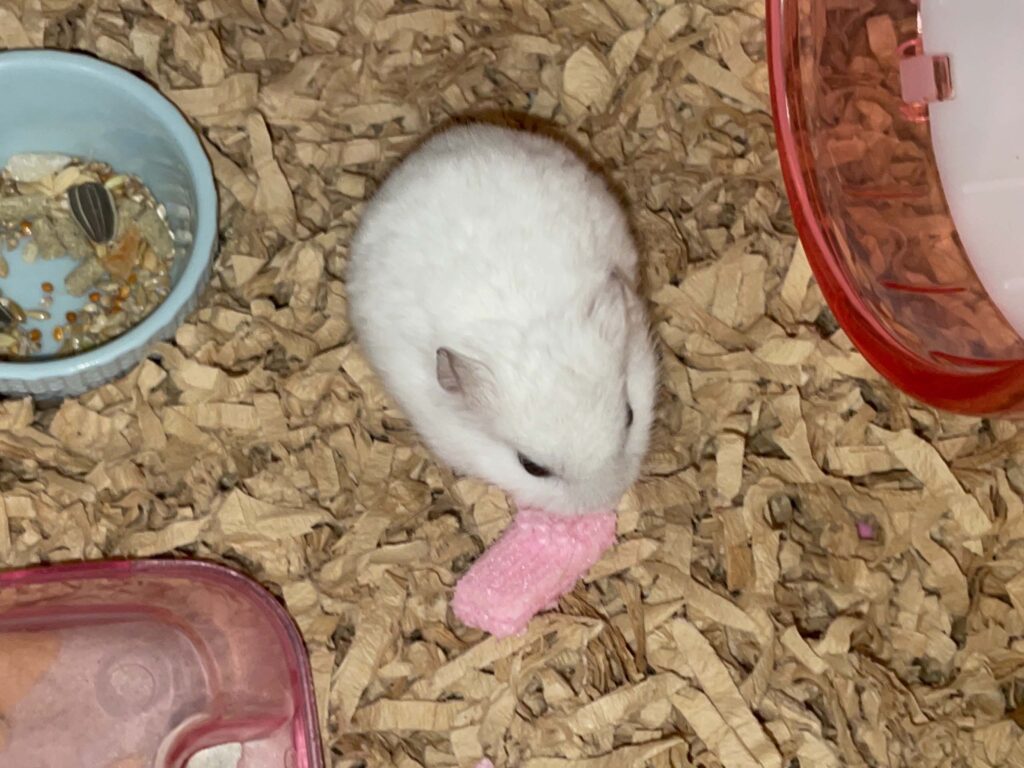 ハム公🐹（仮名）観察日記557：ハム公🐹（仮名）今日のおやつはイチゴ🍓ウェハース