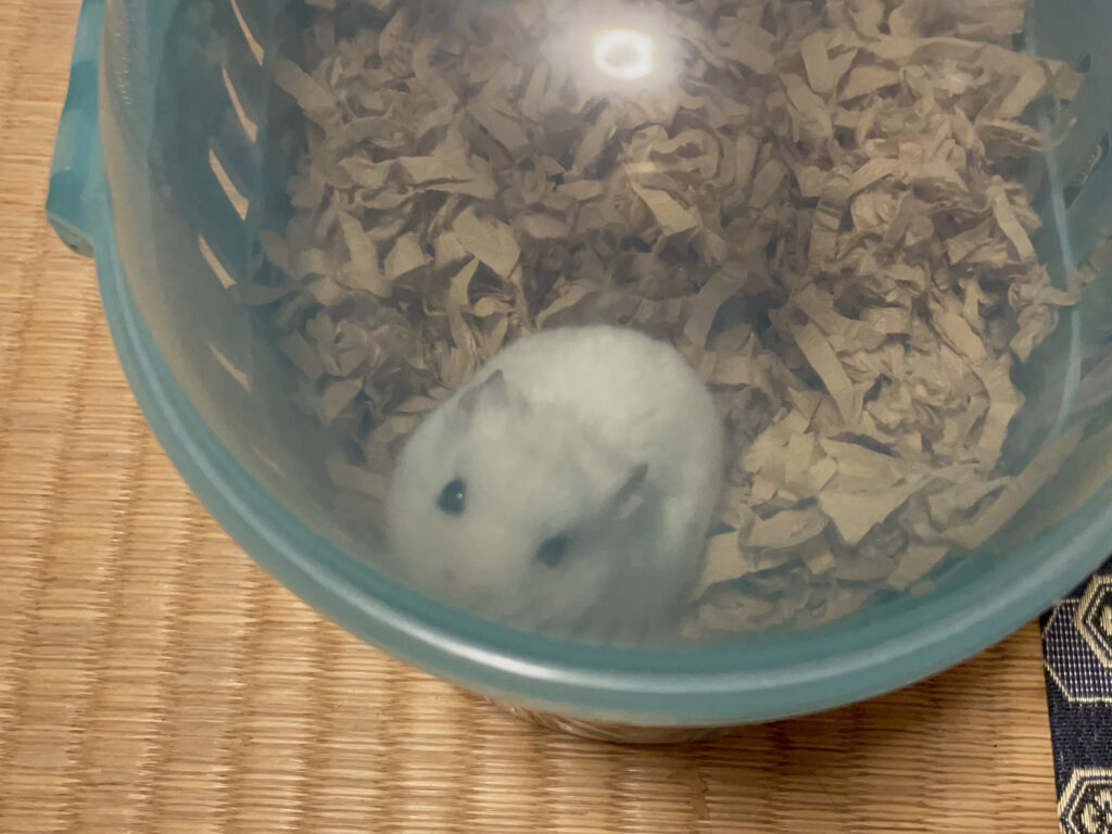 ハム公🐹（仮名）観察日記529：ハム公🐹（仮名）ケージ掃除🧹でペットキャリー