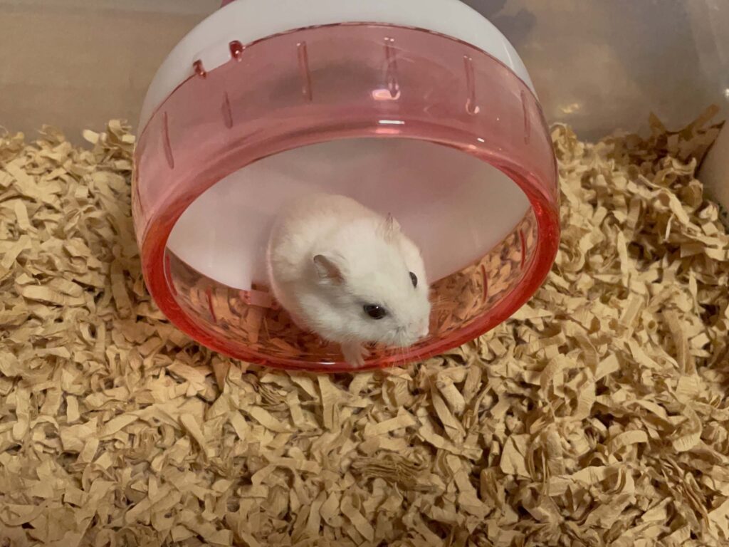ハム公🐹（仮名）観察日記531：ハム公🐹（仮名）夜のお遊び中