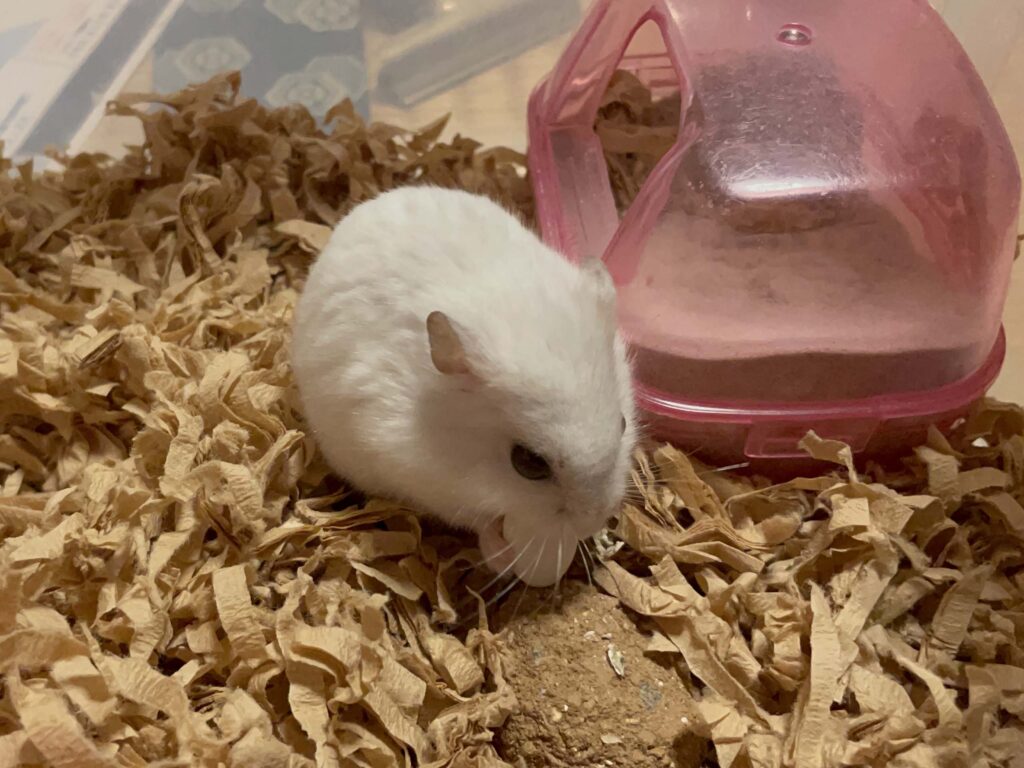 ハム公🐹（仮名）観察日記532：ハム公🐹（仮名）今日のおやつ
