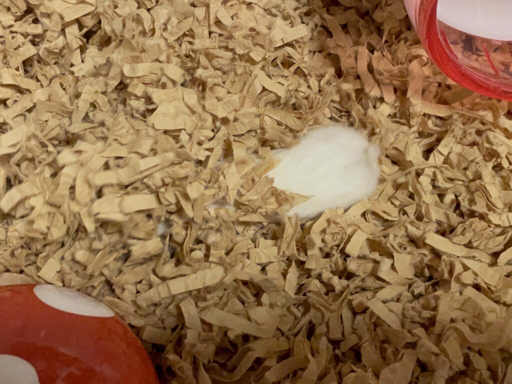 ハム公🐹（仮名）観察日記533：ハム公🐹（仮名）今日もモグラになる