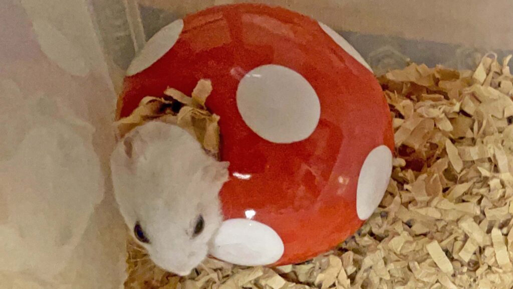 ハム公🐹（仮名）観察日記534：ハム公🐹（仮名）おやつのイチゴ🍓ウェハース