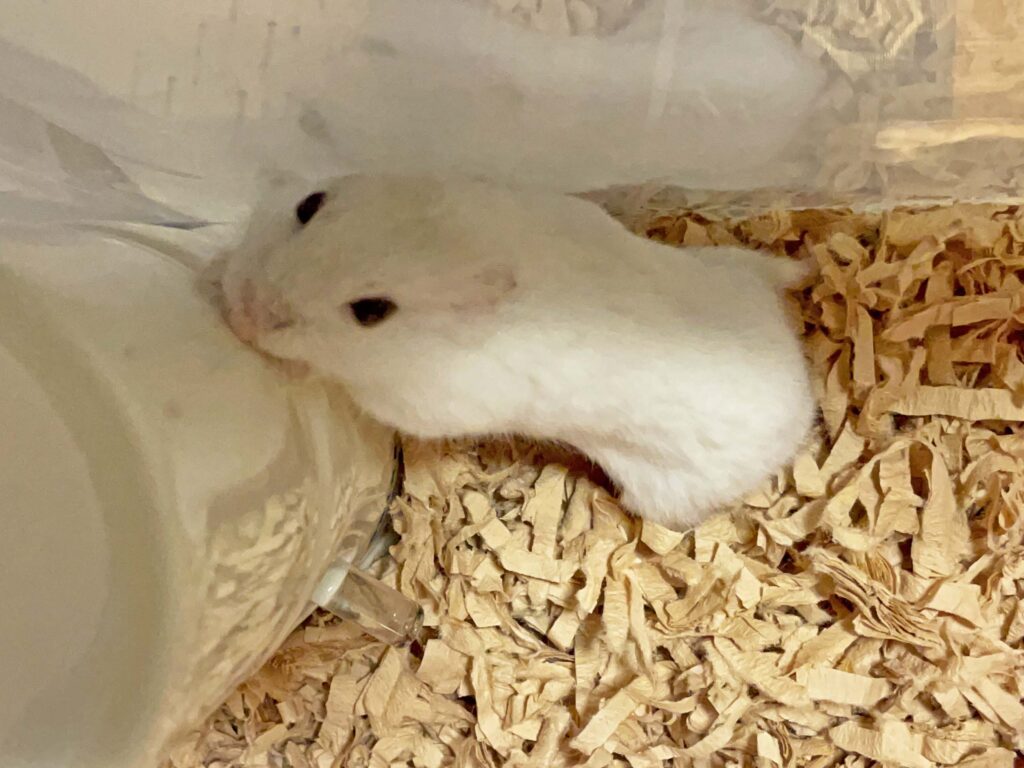 ハム公🐹（仮名）観察日記536：ハム公🐹（仮名）餌やり準備でエキサイト🔥する