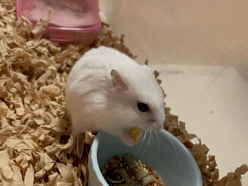 ハム公🐹（仮名）観察日記537：ハム公🐹（仮名）今日はドライフルーツ🥭を真っ先に食べる