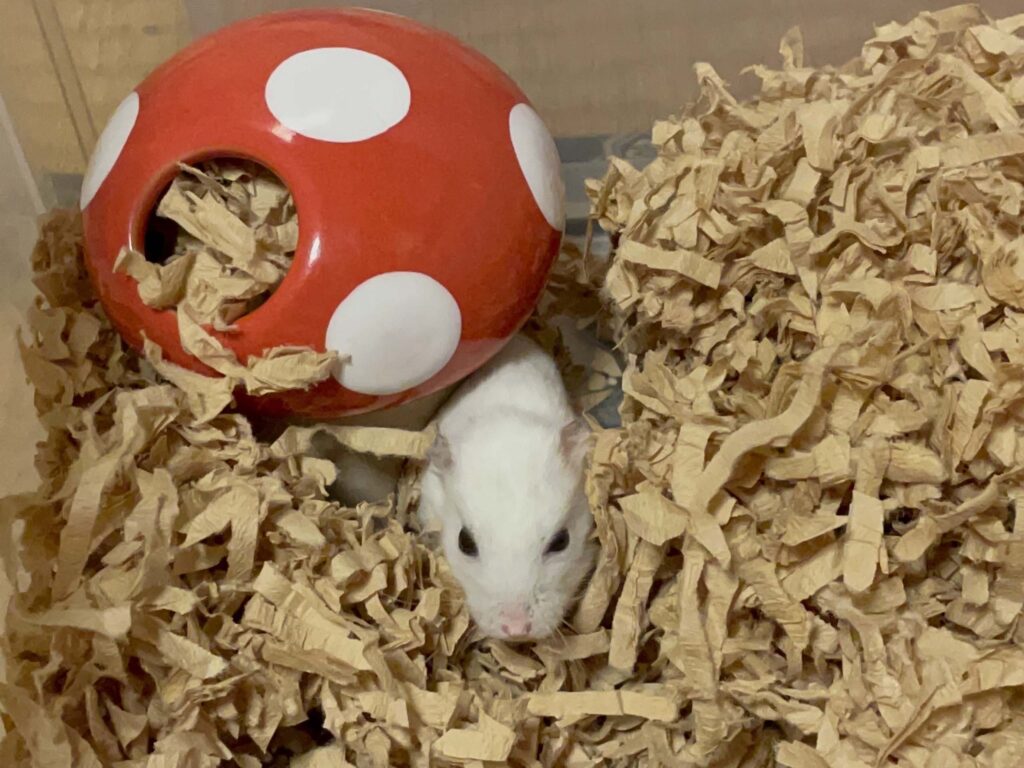 ハム公🐹（仮名）観察日記538：ハム公🐹（仮名）餌やり準備に期待満々