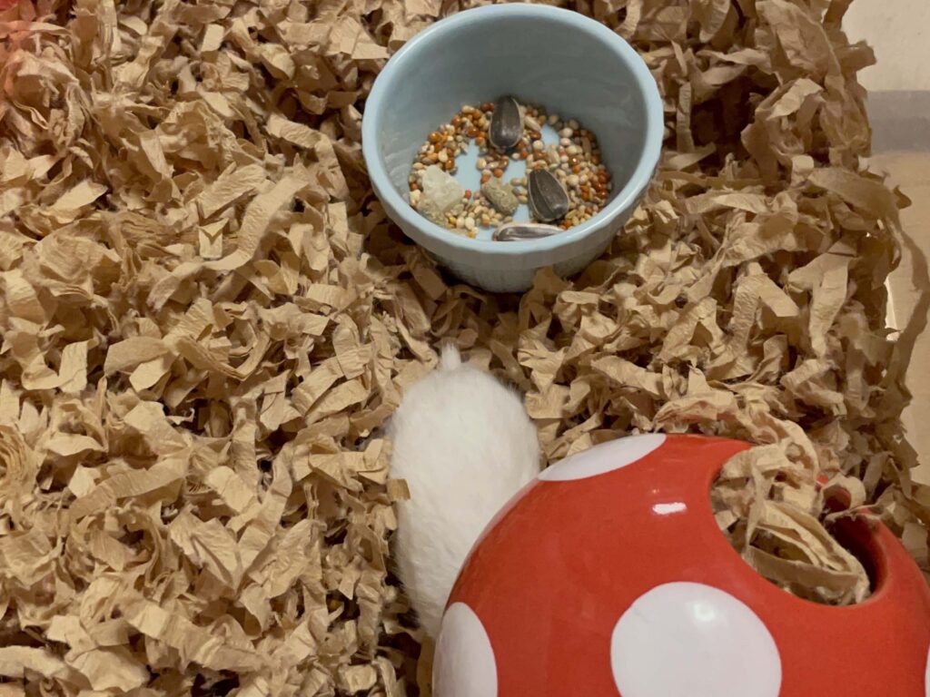 ハム公🐹（仮名）観察日記539：ハム公🐹（仮名）今日は気分が乗らないらしい…