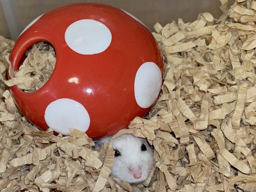 ハム公🐹（仮名）観察日記540：ハム公🐹（仮名）餌やり準備に気付くも一旦戻る