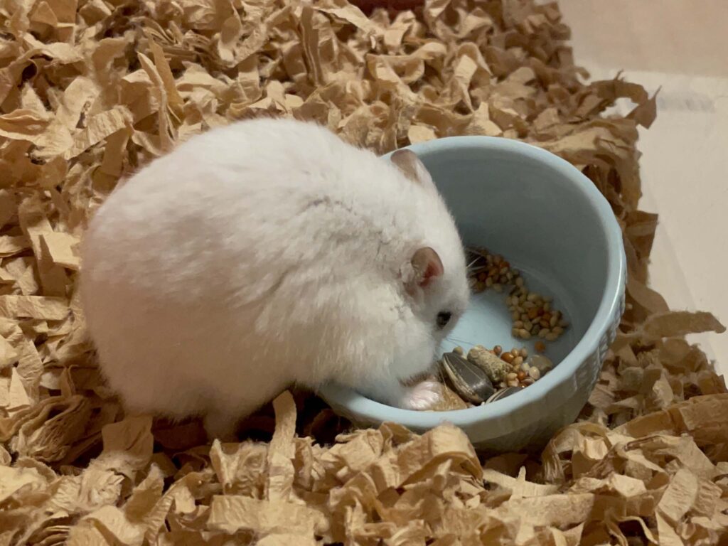 ハム公🐹（仮名）観察日記541：ハム公🐹（仮名）最近は鳥の餌がお気に入りらしい