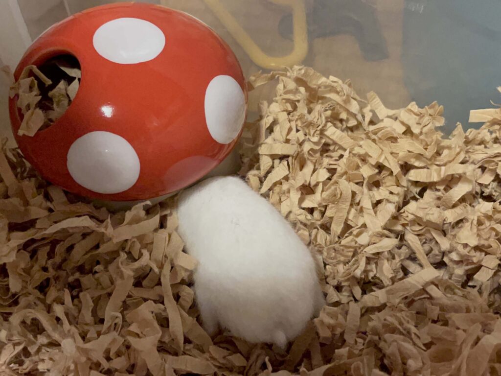 ハム公🐹(仮名)観察日記544:ハム公🐹(仮名)今は餌の気分じゃ無い…🐹