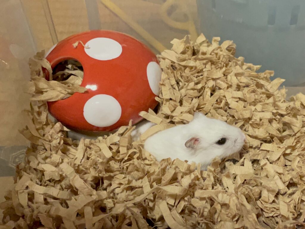 ハム公🐹(仮名)観察日記545:ハム公🐹(仮名)またまた餌には興味が無いらしい😭