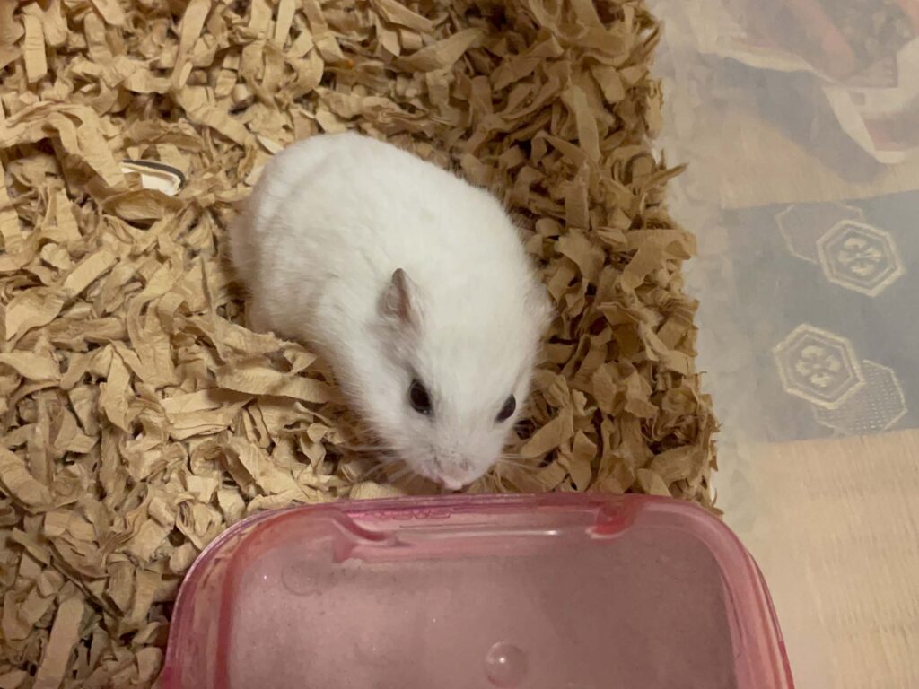 ハム公🐹（仮名）観察日記546：ハム公🐹（仮名）お砂場で砂浴び